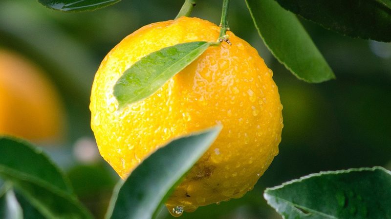 细胞培养细菌污染处理：关键步骤与要点解析**